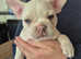 Kc registered french bulldog pupps
