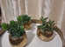 3 golden planters with artificial plants