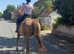 Annie - Irish sports Hors