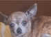 Rare gold brindle female adult