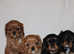 Gorgeous Cavalier King Charles Spaniel puppies