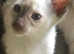 Rare stunning Traditional Siamese kittens