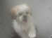 Female shih-tzu