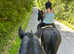 11yrs Hackney gelding
