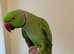 Stunning Semi Tame Male Green ringneck parrot
