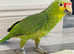Stunning baby red crown Amazon parrot