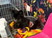 Tini adorable Malchi puppies