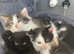 4 beautiful  kittens Turkish Angora