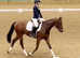 Stunning 4yo Mare showjumping/dressage/ Event prospects