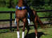 Arab stallion