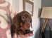 For Sale Beautiful Miniature Smooth haired Dachshunds