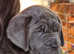 For Sale Neapolitan Mastiff PUPPIES KC REGISTERED