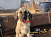 I have 5 beautiful kangal puppies for sale