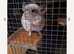 Male and female chinchillas for sale