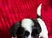1 BOY LEFT gorgeous Morkie puppies, 2 boys 1 girl