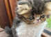 Exotic Male kitten