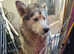 Bi eyed sable alaskan  malamute bitch