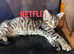 Mixed Bengal kitten for sale