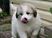 Pyrenean Mountain Dog puppies Available now