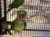 Stunning baby alexandrine parrot