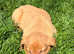 Beautiful Fox Red KC Reg Labrador Puppies