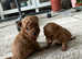 3 male Red Toy poodles