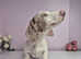 Piebald miniature dachshund pups