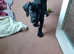 11week old gorges black puppy