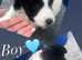 Sealyham terrier