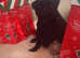 Pug Puppies (2 left)