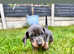 Beautiful little of Miniature Dachshunds