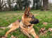 Beautiful German shepherd
