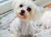 Kc registered maltese adult
