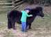 Dinky- The Ultimate Pet & Companion