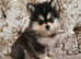 Toy size pomskys puppies available