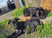 Urgent 6 month old presa canario pups