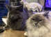 Maine coon x ragdoll 1 girl available