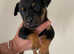 2 Rottweiler cross Staff puppies