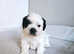 **1 BOY 1 GIRL SHIH TZU PUPPIES LEFT**