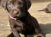 Chocolate Labrador Retriever puppies for sale