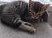 Four beautiful playful kittens-ready now