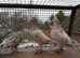 RARE COLOUR ALMOND RACING PIGEONS