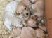 Golden Retriever Purebred Puppies