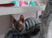 Russian Hairless Donskoy Sphynx