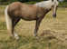 Stunning palomino filly