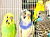 Fancy Mutation Baby Budgies - ready to leave  Please read carefully:  I have some really nice Fancy Mutation Baby Budgies - Males and Females  ** Pric