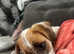 9 week jack russel puppy (Boy)