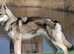 RARE BREED TAMASKAN dna Embark tested for over 250 diseases
