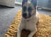 Beautiful Akita puppies