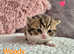 Stunning Registered British shorthair kittens